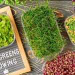Microgreens Motimagz Magazine