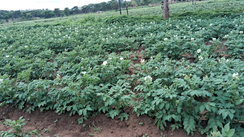 New Valley Farm: Paving the Way for Food Security and Community Empowerment in Zimbabwe 34 WhatsApp Image 2024 11 29 at 10.28.11 Motimagz Magazine